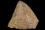 Pachycephalosaurus Dome Spike - Very Rare! #96958-1